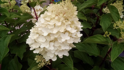 Hydrangea paniculata 'Silver Dollar'