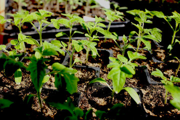 Obraz premium home grown tomato seedlings