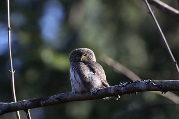 Eurasian pygmy owl  Swabian Jura,  Germany