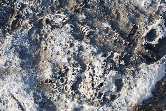 Fosils in stone, Vis island, Croatia