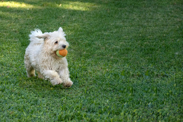 Perro cachorro de pelaje blanco jugando con pelota