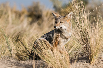 Pampas Grey fox, La Pampa, Patagonia, Argentina.