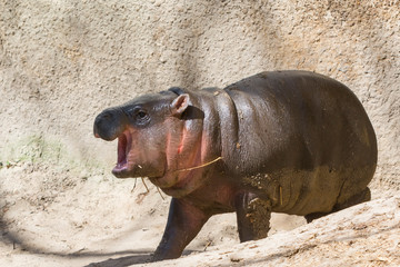 Pygmy hippo baby in the spring sunshine