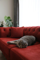 lazy scottish fold cat lie down on red chesterfield sofa at home 