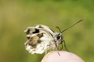 Nahansicht eines Schachbrettfalters