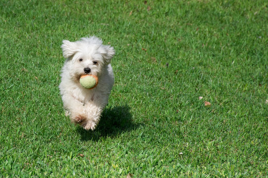 Perro cachorro de pelaje blanco jugando con pelota