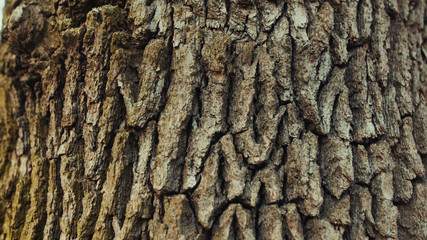 Close-up old pine tree trunk with brown bark in the forest. Sun breaks through trees shining and warming up nature in early spring.