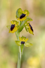 Macrophotography de fleur sauvage - Ophrys jaune - Ophrys lutea