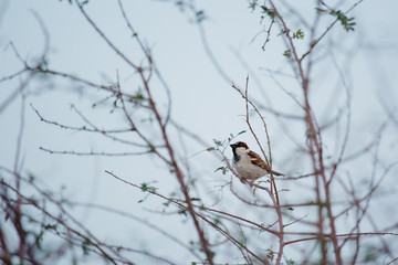 Photo of Sparrow Bird Sitting on Old Stick. Frozen Sparrow Bird Winter Portrait Bright Background