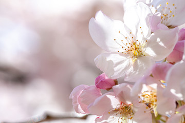 Cherry blossom where one flower is highlighted