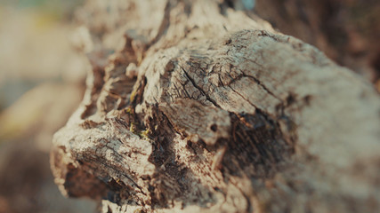 Roots of old tree sticking out of dry spring soil. Ground landscape on sunny day. Soil erosion. Climate change, nature, environment concept.