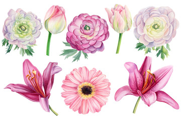 Fototapeta na wymiar Bouquet of watercolor flowers on an isolated background, hand drawing, pink lilies, ranunculus, tulips, gerbera