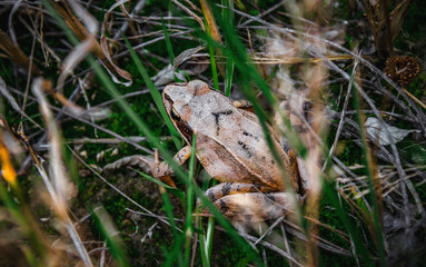 Frog in the grass