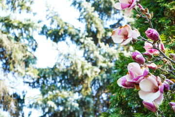 Magnolia blossom spring garden, beautiful flowers. Space for text.