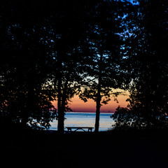 silhouette of a tree at sunrise