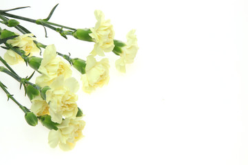 白背景のカーネーション