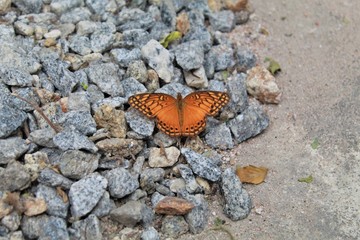 linda borboleta laranja pousada sobre pedras.