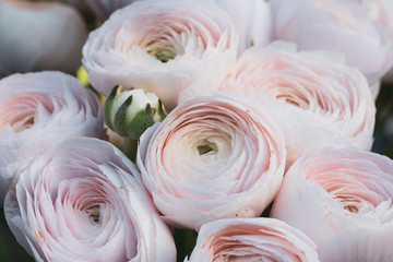 a close-up of a beautiful bouquet of ranunculus in a pastel tone
