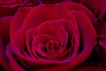 close-up of red roses