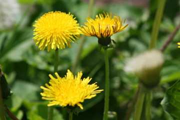 yellow dandelion flower