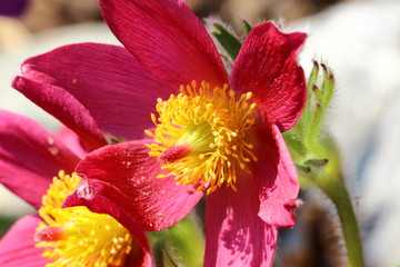 Blüte einer Küchenschelle
