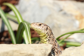 Zauneidechsenweibchen 