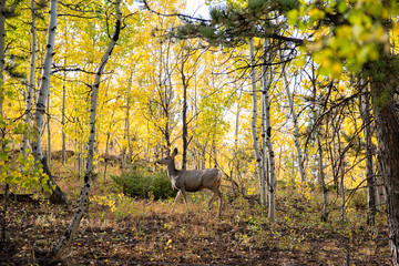 deer in the woods