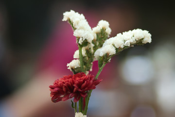 A flow view of the flower