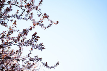 Cherry tree blossom flowers at spring over blue sky background with space for text.