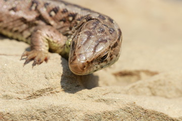 Weibliche Zauneidechse