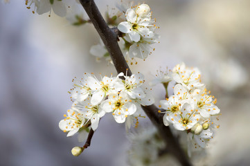 Prunus spinosa, called blackthorn or sloe, is a species of flowering plant in the rose family Rosaceae