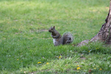 squirrel in the park