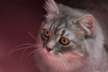 Gray fluffy playful cat with yellow eyes on a pink background close-up,copy space.Beautiful cat.