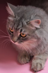 Gray fluffy playful cat with yellow eyes on a pink background close-up,copy space.Beautiful cat.