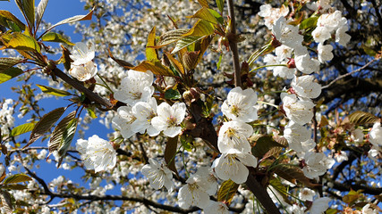 spring tree branches with blossoms