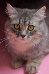 Gray fluffy playful cat with yellow eyes on a pink background close-up,copy space.Beautiful cat.