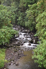 jungle