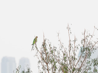 Perching Green Parrot over the Ganges in Varanasi, India