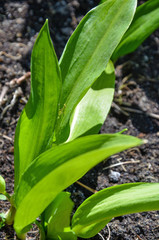 Bear's garlic, green spring leaves