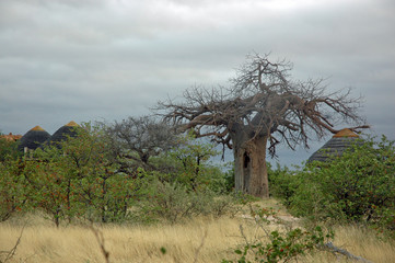 A traditional African dwelling alongside a large baobab tree