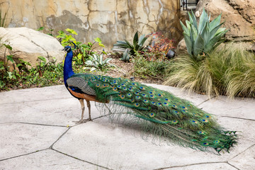 Peacock in the park. Free walking bird. Wild nature.