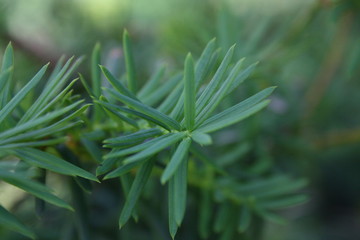 close up of rosemary