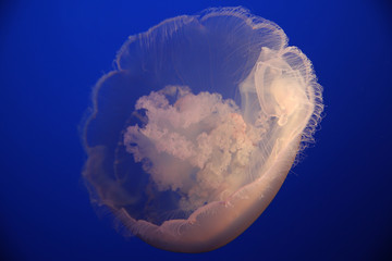 Jellyfish in an aquarium. Close up jellyfish.