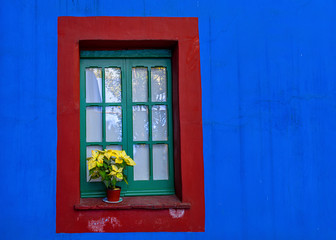 yellow Christmas flowers on a window cill with a blue wall