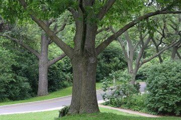 trees in the park