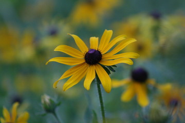 yellow flower in the sun