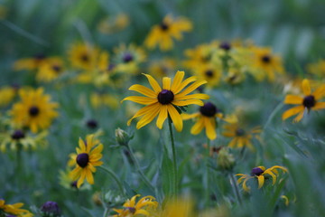 field of yellow flowers