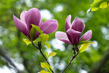 Nice spring flower magnolia tree branch nature macro  close up © Serhii