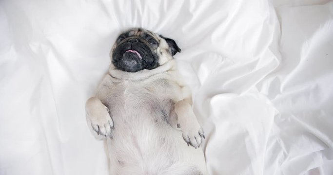 Cute pug dog lying on white bed. Sweet, lovely face. White bedding, sheet. Belly up. Portrait. View from above