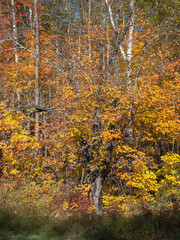 A nearly-bare tree surrounded with yellow and orange maple leaves in a northern woodland during autumn in the United States.